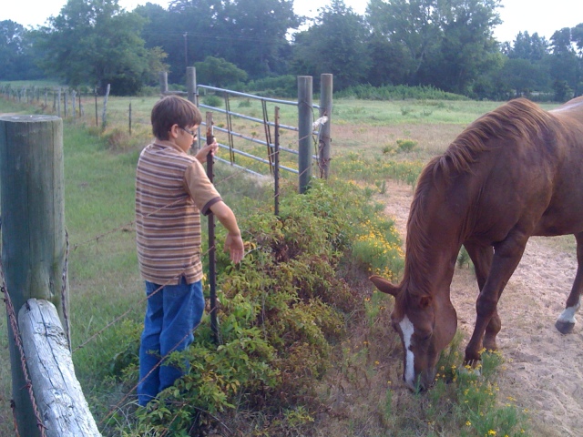 Horse and cowboy